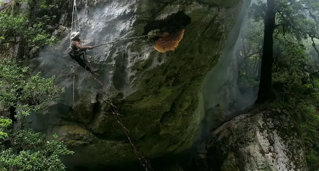 Honey Hunters of the Himalayas, Doc Clips