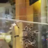 Crawlers spider stunt at TCL Chinese Theatre at 0:01