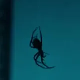 Vertical trailer for spider horror film Crawlers at 0:01